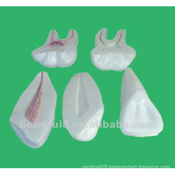 Enlarged Dental Care Anatomical Teeth teaching Model,Tooth Model